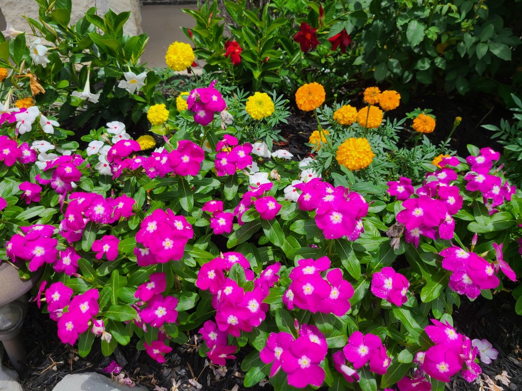Pink vincas yellow and orange zinnias